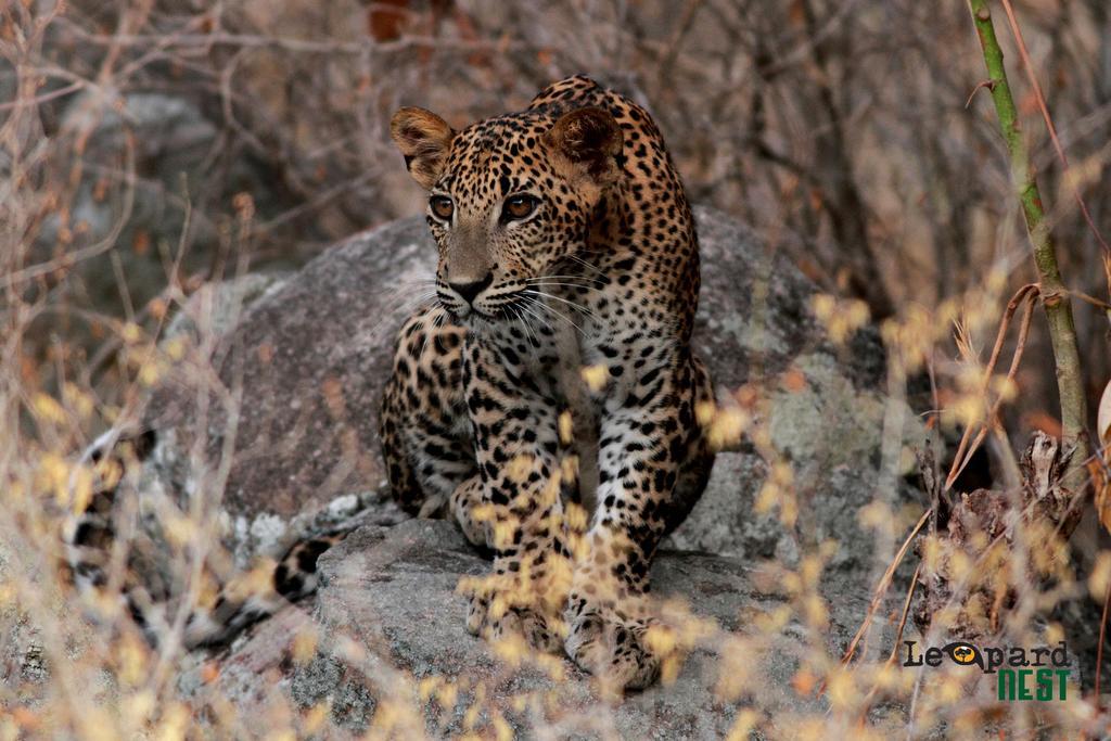 Leopard Nest - Glamping In Yala Hotel Exterior photo